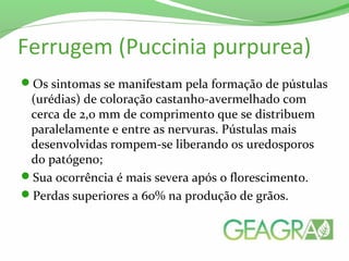 Ferrugem (Puccinia purpurea)
Os sintomas se manifestam pela formação de pústulas
(urédias) de coloração castanho-avermelhado com
cerca de 2,0 mm de comprimento que se distribuem
paralelamente e entre as nervuras. Pústulas mais
desenvolvidas rompem-se liberando os uredosporos
do patógeno;
Sua ocorrência é mais severa após o florescimento.
Perdas superiores a 60% na produção de grãos.
 