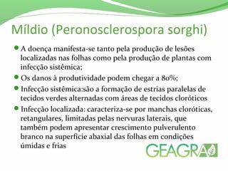 Míldio (Peronosclerospora sorghi)
A doença manifesta-se tanto pela produção de lesões
localizadas nas folhas como pela produção de plantas com
infecção sistêmica;
Os danos à produtividade podem chegar a 80%;
Infecção sistêmica:são a formação de estrias paralelas de
tecidos verdes alternadas com áreas de tecidos cloróticos
Infecção localizada: caracteriza-se por manchas cloróticas,
retangulares, limitadas pelas nervuras laterais, que
também podem apresentar crescimento pulverulento
branco na superfície abaxial das folhas em condições
úmidas e frias
 