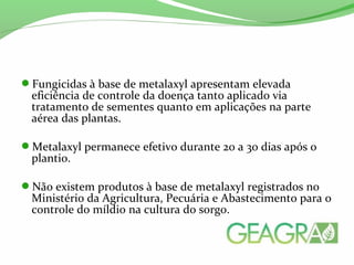 Fungicidas à base de metalaxyl apresentam elevada
eficiência de controle da doença tanto aplicado via
tratamento de sementes quanto em aplicações na parte
aérea das plantas.
Metalaxyl permanece efetivo durante 20 a 30 dias após o
plantio.
Não existem produtos à base de metalaxyl registrados no
Ministério da Agricultura, Pecuária e Abastecimento para o
controle do míldio na cultura do sorgo.
 
