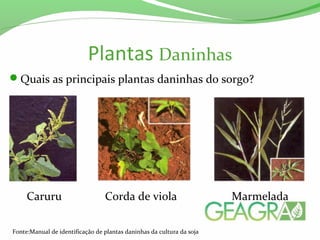 Plantas Daninhas
Quais as principais plantas daninhas do sorgo?
Caruru Corda de viola Marmelada
Fonte:Manual de identificação de plantas daninhas da cultura da soja
 