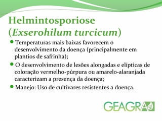 Helmintosporiose
(Exserohilum turcicum) 
Temperaturas mais baixas favorecem o
desenvolvimento da doença (principalmente em
plantios de safrinha);
O desenvolvimento de lesões alongadas e elípticas de
coloração vermelho-púrpura ou amarelo-alaranjada
caracterizam a presença da doença;
Manejo: Uso de cultivares resistentes a doença.
 