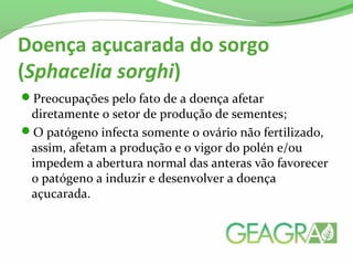 Doença açucarada do sorgo 
(Sphacelia sorghi)
Preocupações pelo fato de a doença afetar
diretamente o setor de produção de sementes;
O patógeno infecta somente o ovário não fertilizado,
assim, afetam a produção e o vigor do polén e/ou
impedem a abertura normal das anteras vão favorecer
o patógeno a induzir e desenvolver a doença
açucarada.
 