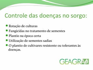 Controle das doenças no sorgo:
Rotação de culturas
Fungicidas no tratamento de sementes
Plantio na época certa
Utilização de sementes sadias
O plantio de cultivares resistente ou tolerantes às
doenças.
 