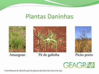 Plantas Daninhas
Amargoso Pé de galinha Picão preto
Fonte:Manual de identificação de plantas daninhas da cultura da soja
 