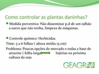 Como controlar as plantas daninhas?
Medida preventiva: Não disseminar p.d de um talhão
a outro que não tenha, limpeza de máquinas.
Controle químico: Herbicidas.
Time: 5 a 6 folhas ( altura média 15 cm)
Problema: Poucas opções de mercado e todas a base de
atrazine ( folha larga) Injúrias na próxima
cultura da soja
 