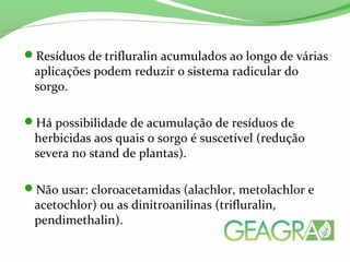 Resíduos de trifluralin acumulados ao longo de várias
aplicações podem reduzir o sistema radicular do
sorgo.
Há possibilidade de acumulação de resíduos de
herbicidas aos quais o sorgo é suscetível (redução
severa no stand de plantas).
Não usar: cloroacetamidas (alachlor, metolachlor e
acetochlor) ou as dinitroanilinas (trifluralin,
pendimethalin).
 