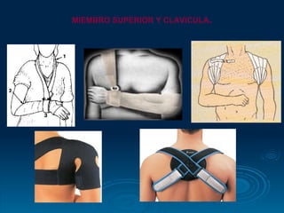 MIEMBRO SUPERIOR Y CLAVICULA .