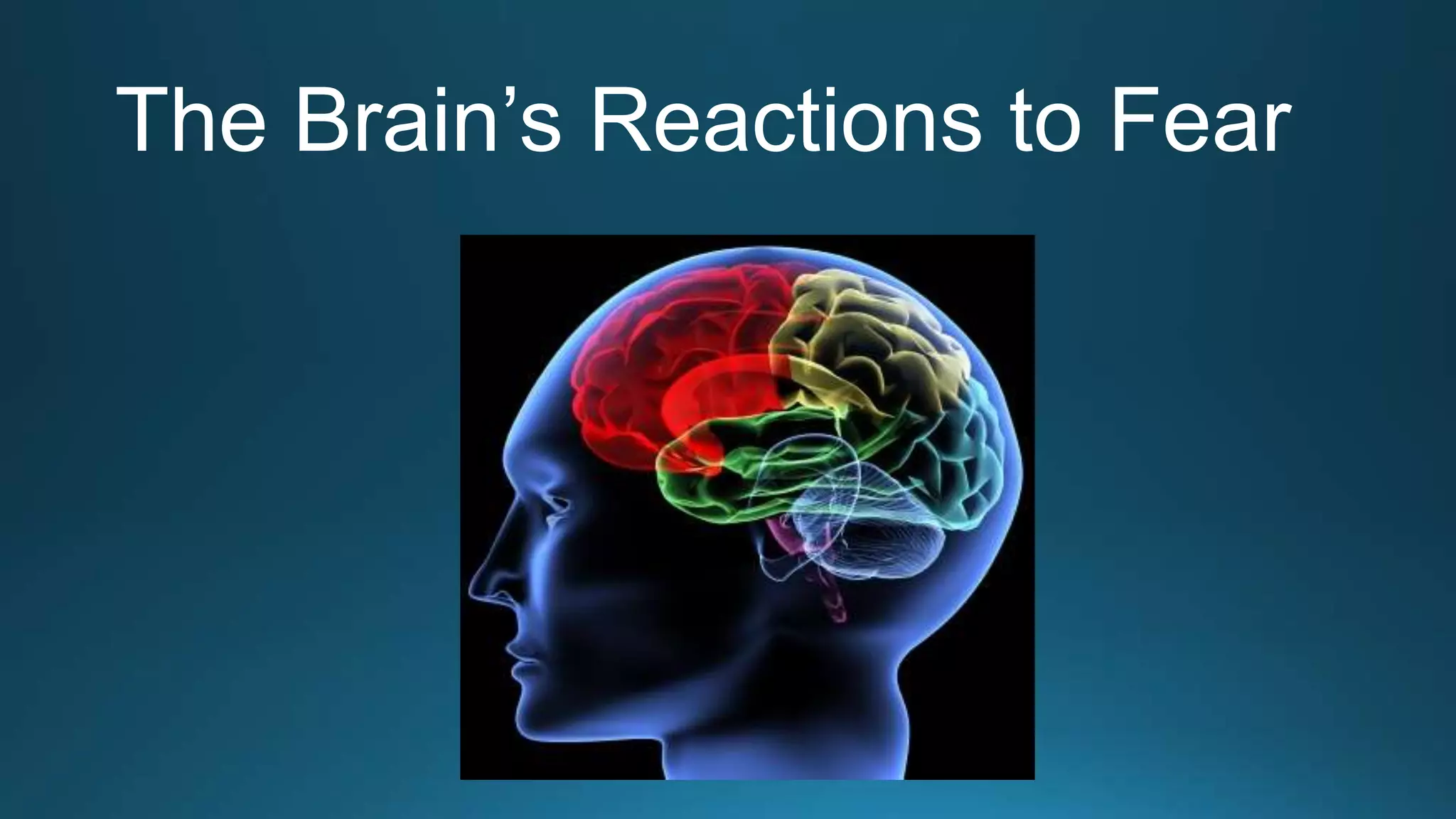 The Brain’s Reactions to Fear
 