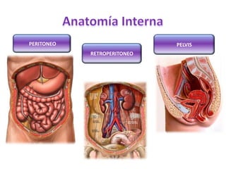 PERITONEO
RETROPERITONEO
PELVIS
 