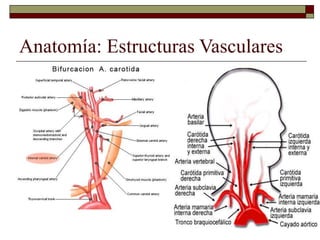 Anatomía: Estructuras Vasculares
 