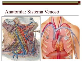 Anatomía: Sistema Venoso
 