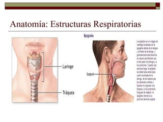 Anatomía: Estructuras Respiratorias
 