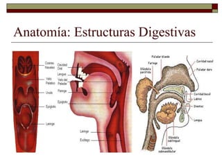 Anatomía: Estructuras Digestivas
 