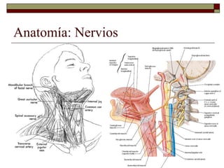 Anatomía: Nervios
 