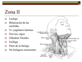 Zona II
 Laringe
 Bifurcación de las
carótidas
 Vv yugulares internas
 Nervios vagos
 Glándula Tiroides
 Esófago
 Parte de la faringe
 Nn laríngeos recurrentes
 