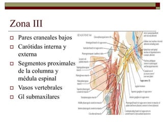 Zona III
 Pares craneales bajos
 Carótidas interna y
externa
 Segmentos proximales
de la columna y
médula espinal
 Vasos vertebrales
 Gl submaxilares
 