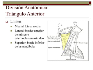 División Anatómica:
Triángulo Anterior
 Límites
 Medial: Línea media
 Lateral: border anterior
de músculo
esternoclestomastoideo
 Superior: borde inferior
de la mandíbula
 