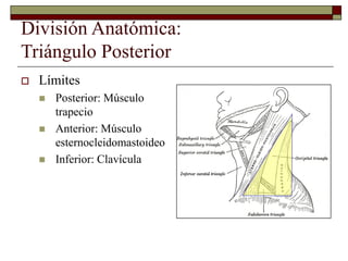División Anatómica:
Triángulo Posterior
 Límites
 Posterior: Músculo
trapecio
 Anterior: Músculo
esternocleidomastoideo
 Inferior: Clavícula
 