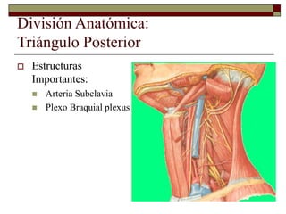 División Anatómica:
Triángulo Posterior
 Estructuras
Importantes:
 Arteria Subclavia
 Plexo Braquial plexus
 