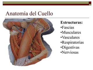 Anatomía del Cuello
Estructuras:
•Fascias
•Musculares
•Vasculares
•Respiratorias
•Digestivas
•Nerviosas
 