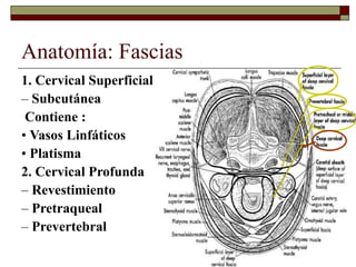 Anatomía: Fascias
1. Cervical Superficial
– Subcutánea
Contiene :
• Vasos Linfáticos
• Platisma
2. Cervical Profunda
– Revestimiento
– Pretraqueal
– Prevertebral
 