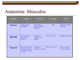 Anatomía: Músculos
 