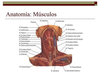 Anatomía: Músculos
 