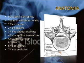 ANATOMIAANATOMIA
• COLUMNA VERTEBRALCOLUMNA VERTEBRAL
• Todas las vértebras tienen:Todas las vértebras tienen:
• 1.º un cuerpo1.º un cuerpo
• 2.º un agujero2.º un agujero
• 3.º una apófisis espinosa3.º una apófisis espinosa
• 4.º dos apófisis transversas4.º dos apófisis transversas
• 5.º cuatro apófisis5.º cuatro apófisis
articularesarticulares
• 6.º dos laminas6.º dos laminas
• 7.º dos pedículos7.º dos pedículos
 