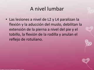 A nivel lumbar
• Las lesiones a nivel de L2 y L4 paralizan la
flexión y la aducción del muslo, debilitan la
extensión de la pierna a nivel del pie y el
tobillo, la flexión de la rodilla y anulan el
reflejo de rotuliano.
 