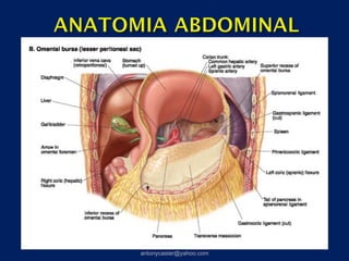 antonycaster@yahoo.com
 