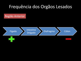 Frequência dos Orgãos Lesados 
Fígado 
Intestino 
Delgado 
Diafragma Cólon 
Região Anterior 
 