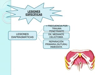 LESIONES
ESPECÍFICAS
LESIONES
DIAFRAGMÁTICAS
> FRECUENCIA POR
TRAUMA
PENETRANTE
DX. MEDIANTE
CELIOTOMÍA
REPARACIÓN
PRIMARIA (SUTURA)
INMEDIATA
 