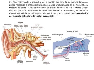• 2.- Dependiendo de la magnitud de la presión acústica, la membrana timpánica 
puede romperse o producirse luxaciones en las articulaciones de los huesecillos o 
fractura de estos. El impacto violento sobre los líquidos del oído interno puede 
destruir parcial o totalmente la membrana basilar y de Reissner, así como las 
estructuras celulares del órgano de Corti, lo que produce una perturbación 
permanente del umbral, la cual es irreversible. 
 