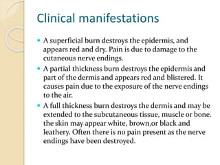 Clinical manifestations
 A superficial burn destroys the epidermis, and
appears red and dry. Pain is due to damage to the
cutaneous nerve endings.
 A partial thickness burn destroys the epidermis and
part of the dermis and appears red and blistered. It
causes pain due to the exposure of the nerve endings
to the air.
 A full thickness burn destroys the dermis and may be
extended to the subcutaneous tissue, muscle or bone.
the skin may appear white, brown,or black and
leathery. Often there is no pain present as the nerve
endings have been destroyed.
 