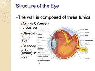 Structure of the Eye
The wall is composed of three tunics
Sclera & Cornea
fibrous outside layer
Choroid –
middle
layer
Sensory
tunic –
(retina) inside
layer
 