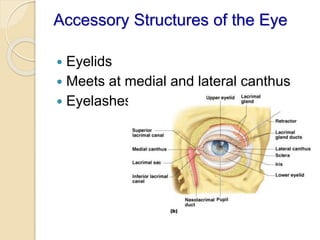 Accessory Structures of the Eye
 Eyelids
 Meets at medial and lateral canthus
 Eyelashes
 