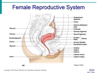 Female Reproductive System
Slide
Copyright © 2003 Pearson Education, Inc. publishing as Benjamin Cummings
Figure 16.8a
 