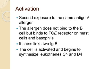 Activation
 Second exposure to the same antigen/
allergen
 The allergen does not bind to the B
cell but binds to FCE receptor on mast
cells and basophils
 It cross links two Ig E
 The cell is activated and begins to
synthesize leukotrienes C4 and D4
 
