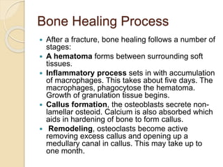 Bone Healing Process
 After a fracture, bone healing follows a number of
stages:
 A hematoma forms between surrounding soft
tissues.
 Inflammatory process sets in with accumulation
of macrophages. This takes about five days. The
macrophages, phagocytose the hematoma.
Growth of granulation tissue begins.
 Callus formation, the osteoblasts secrete non-
lamellar osteoid. Calcium is also absorbed which
aids in hardening of bone to form callus.
 Remodeling, osteoclasts become active
removing excess callus and opening up a
medullary canal in callus. This may take up to
one month.
 