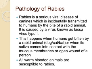 Pathology of Rabies
 Rabies is a serious viral disease of
canines which is incidentally transmitted
to humans by the bite of a rabid animal.
It is caused by a virus known as lassa
virus type I.
 This happens when humans get bitten by
a rabid animal (dog/cat/bat)or when its
saliva comes into contact with the
mucous membranes or open wound of a
person
 All warm blooded animals are
susceptible to rabies.
 