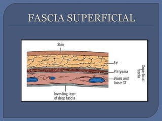 FASCIA SUPERFICIAL