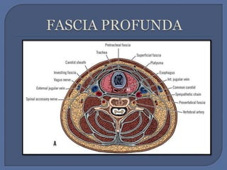 FASCIA PROFUNDA