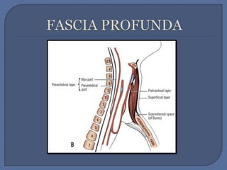 FASCIA PROFUNDA