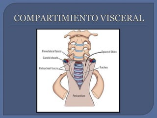 COMPARTIMIENTO VISCERAL