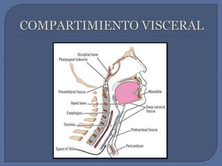 COMPARTIMIENTO VISCERAL