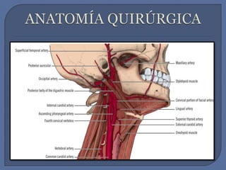 ANATOMÍA QUIRÚRGICA 