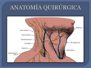 ANATOMÍA QUIRÚRGICA 
