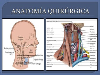 ANATOMÍA QUIRÚRGICA 