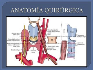 ANATOMÍA QUIRÚRGICA 