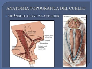 ANATOMÍA TOPOGRÁFICA DEL CUELLOTRIÁNGULO CERVICAL ANTERIOR